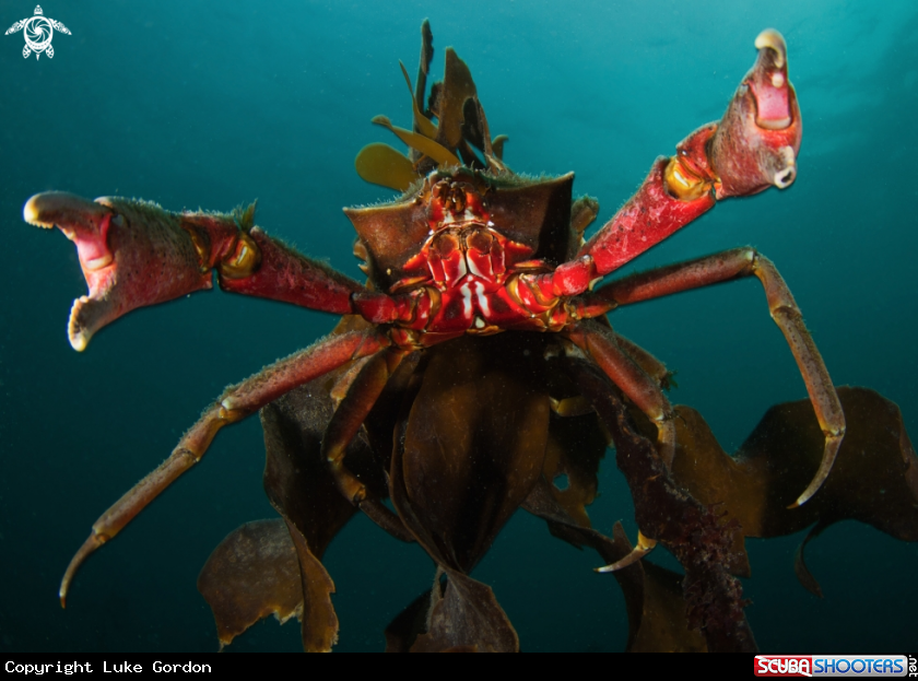 A Crab and Kelp