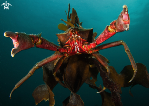 A Crab and Kelp