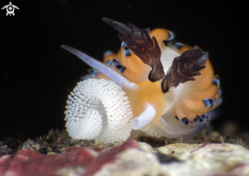 A Favorinus tsuruganus | Nudibranch 
