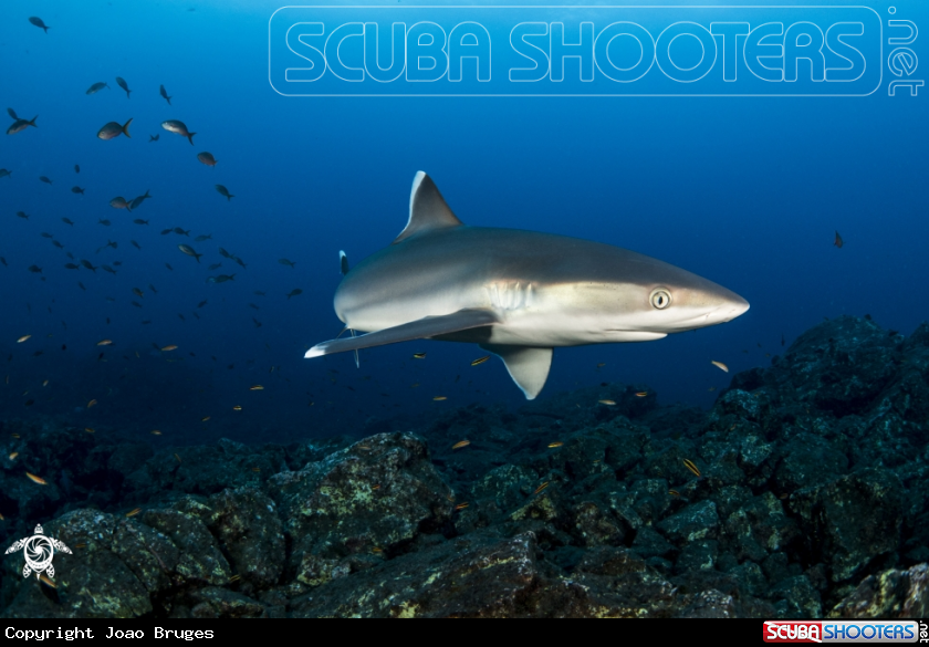 A Silvertip Shark