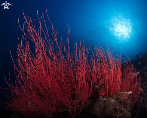 A Ellisella ceratophyta | Red Whip Coral