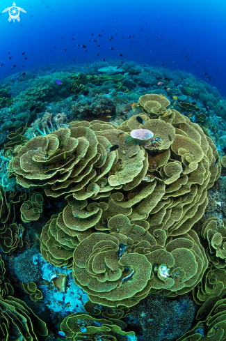A Pavona decussata  | Lettuce Coral