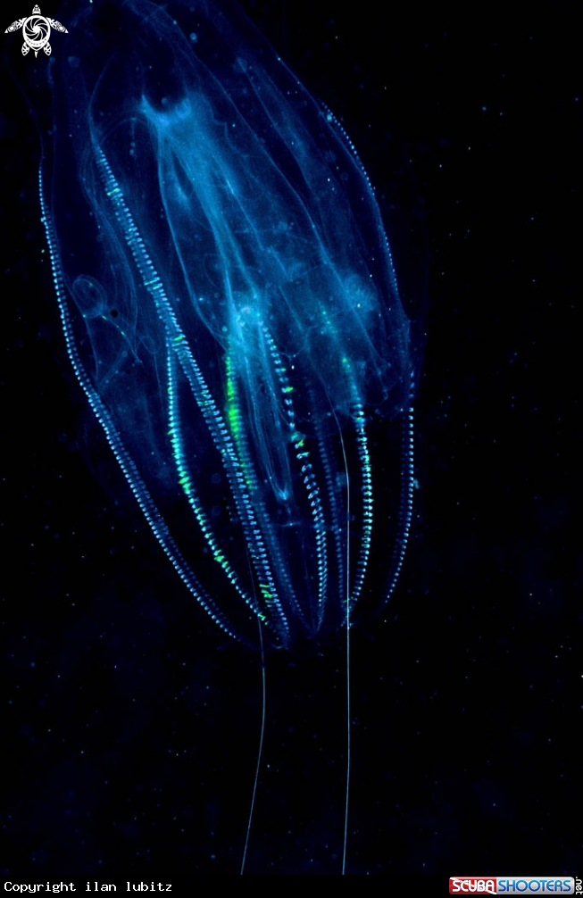 A jelly fish