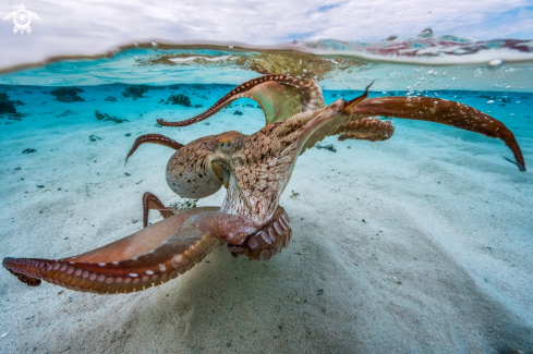 A Otopus vulgaris | Octopus