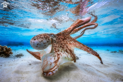 A Otopus vulgaris | Octopus