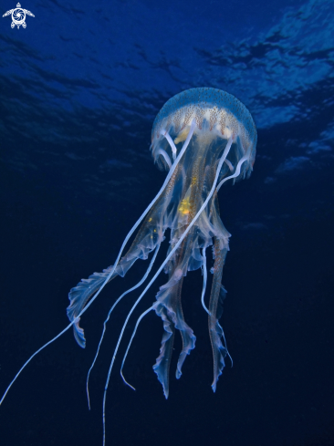 A Pelagia Noctiluca | Medusa luminosa