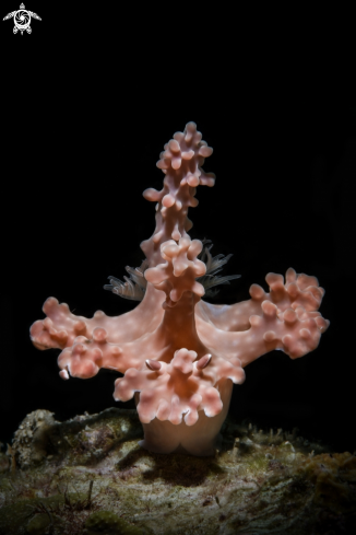 A Miamira Alleni Nudibranch