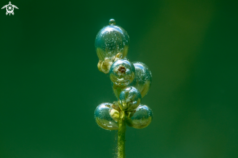 A Water plant