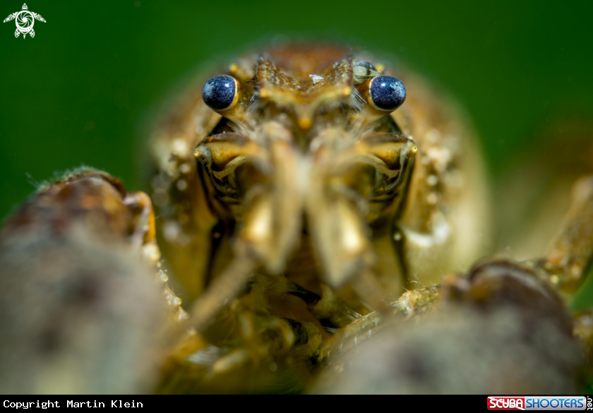 A Freshwater crab