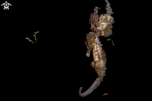 A Hyppocampus guttulatus | cavaluccio marino
