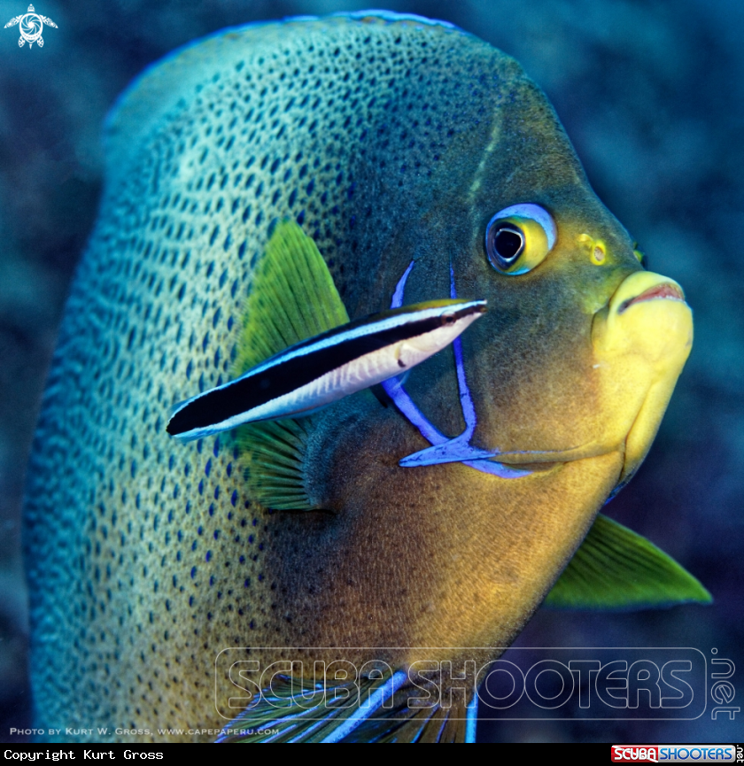 A Koran Emperor fish