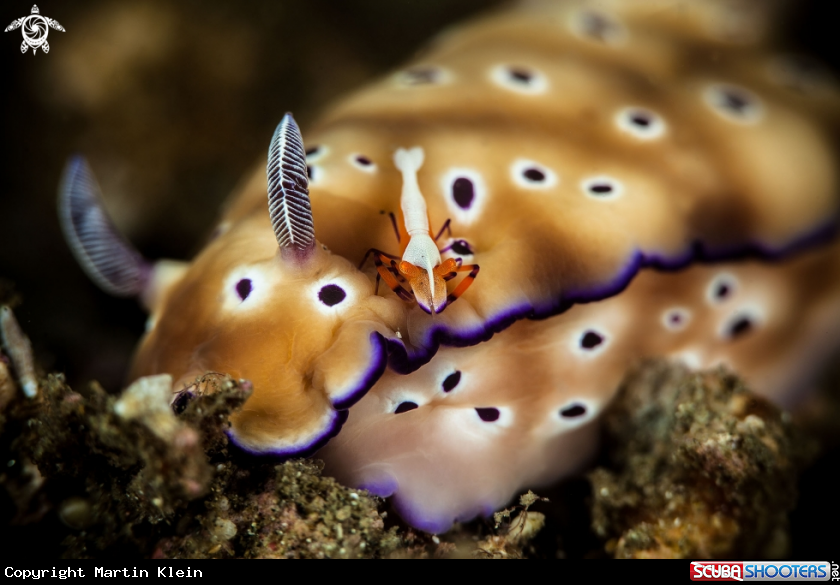 A Nudibranch and Empreror shrimp