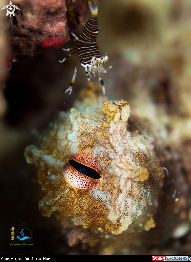 A Caribbean reef octopus & striped bumblebee shrimp