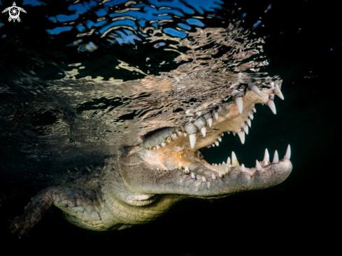 A Saltwater Crocodile