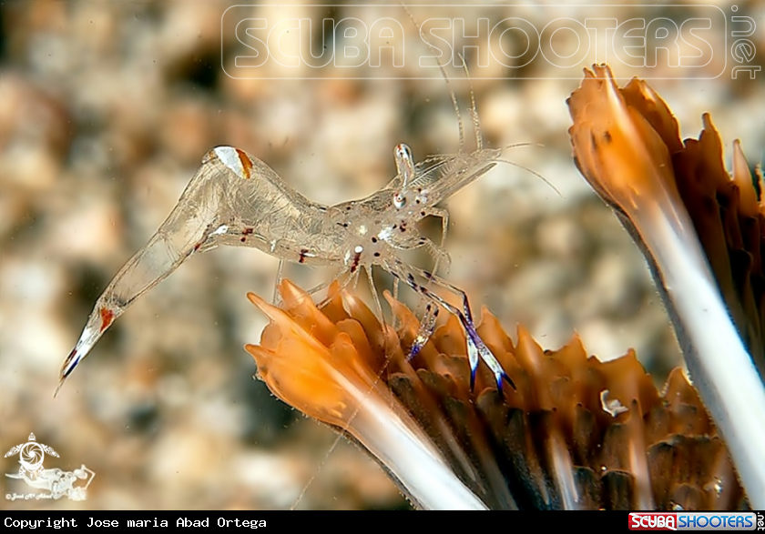 A Comensal Shrimp