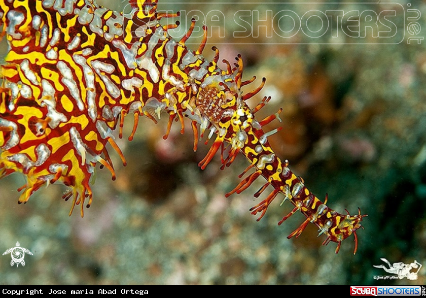 A Ornate Pipe ghost fish