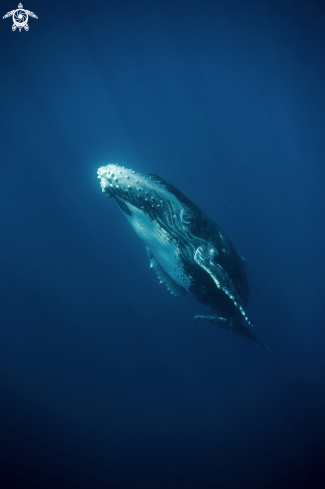 A Humpback Whale Calf