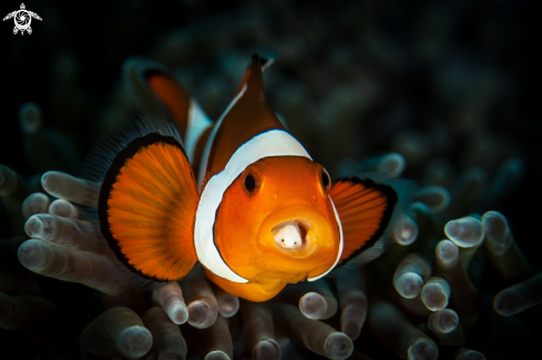 A Clownfish with parasite