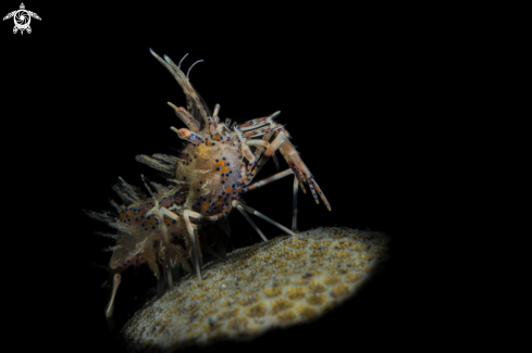 A  Phyllognathia ceratophthalma  | spiny tiger shrimp
