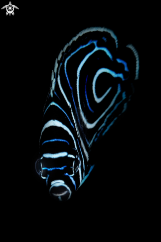 A Pomacanqhus imperator ,  juvanile  | The emperor angelfish