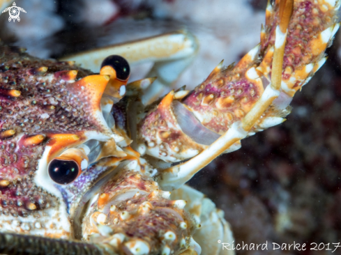 A Jasus lalandii | West Coast Rock Lobster