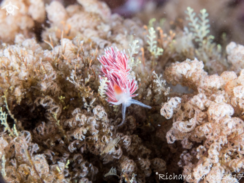 A White edged Nudibranch