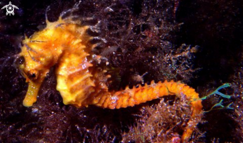 A hippocampus guttulatus | 