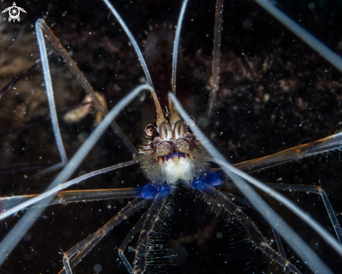 A Banded shrimp