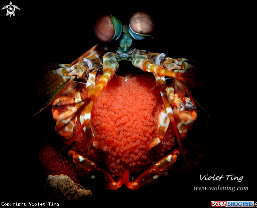 A Mantis Shrimp with eggs