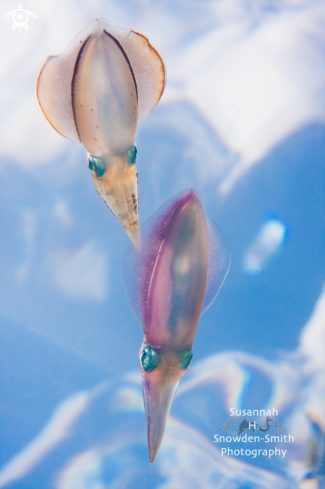 A Sepioteuthis sepioidea | Caribbean reef squid