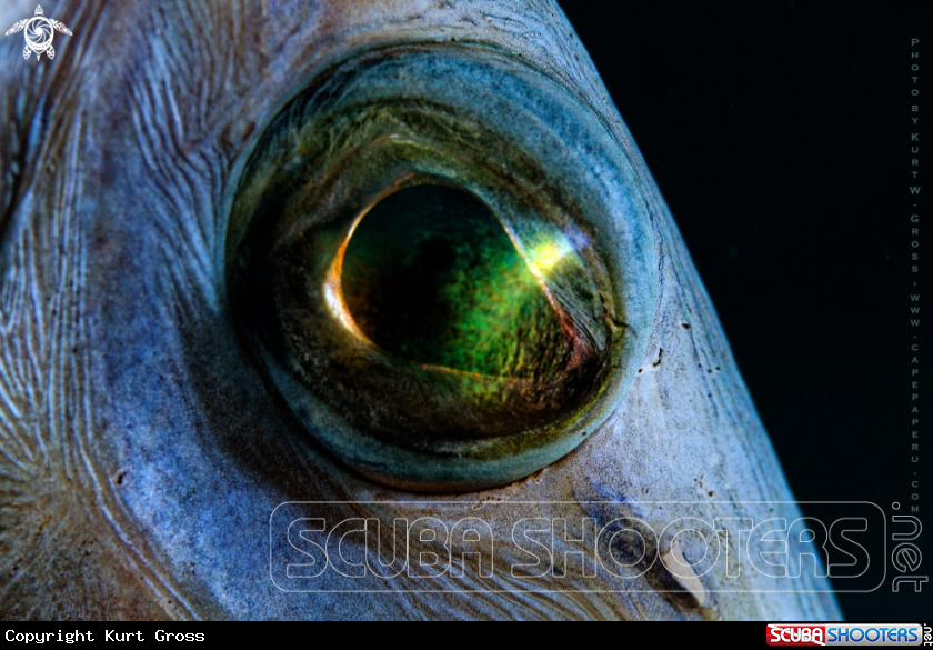 A trumpet fish