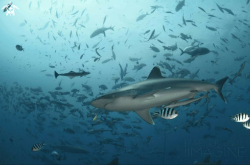 A Silvertip Shark
