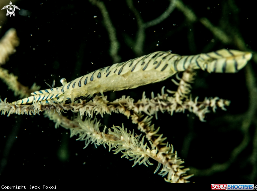A Sawblade shrimp