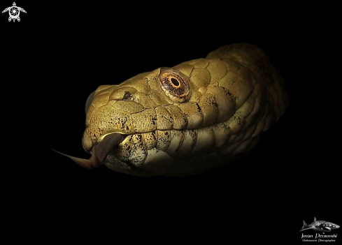 A Natrix tessellata | Vodena zmija Ribarica / Water snake - Dice snake.