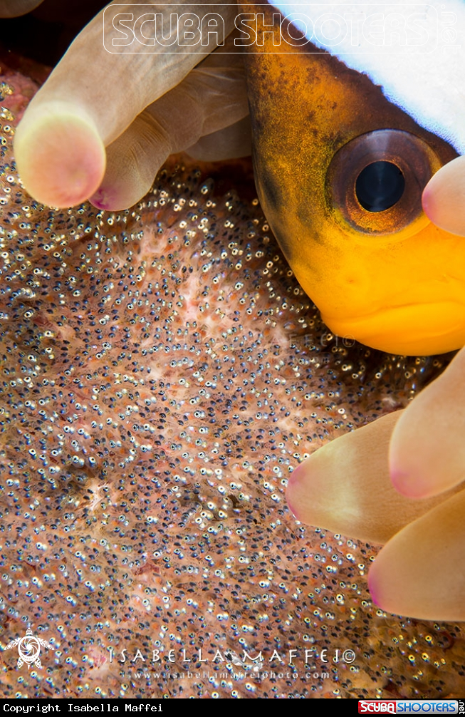 A Clown fish with eggs