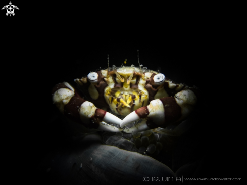 A Lissocarcinus laevis | Harlequin Swimming Crab 