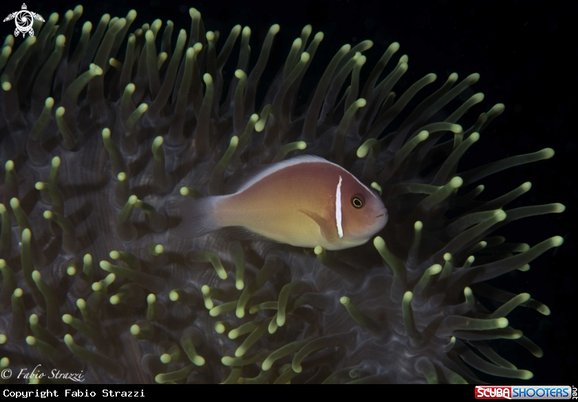 A anemone and anemone fish