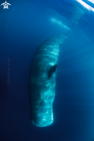 A Physeter macrocephalus | Sperm Whale