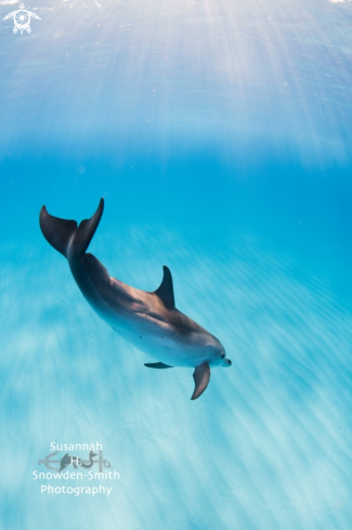 A Atlantic Spotted Dolphin