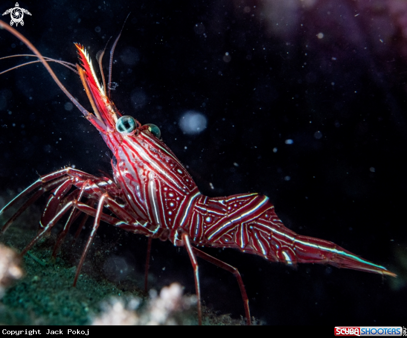 A Hinged-beak shrimp