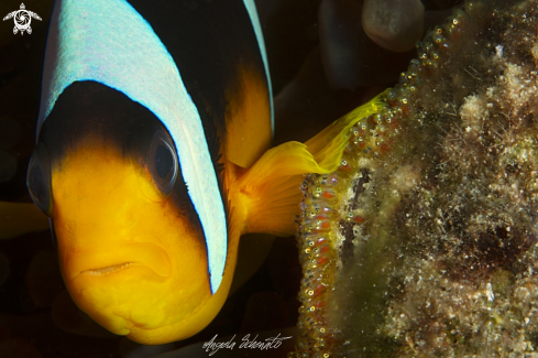 A Clown fish and eggs 