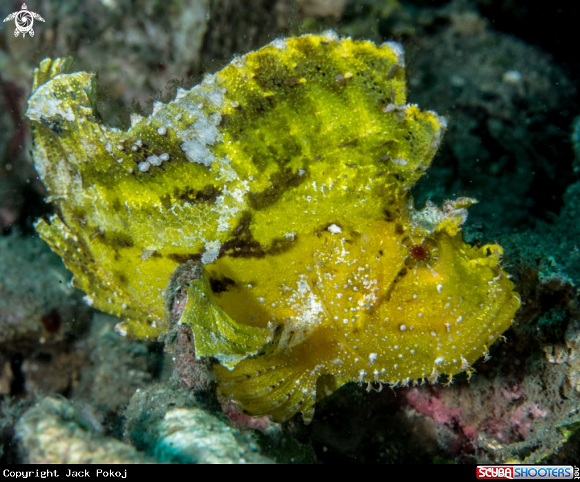 A Leaf scorpionfish