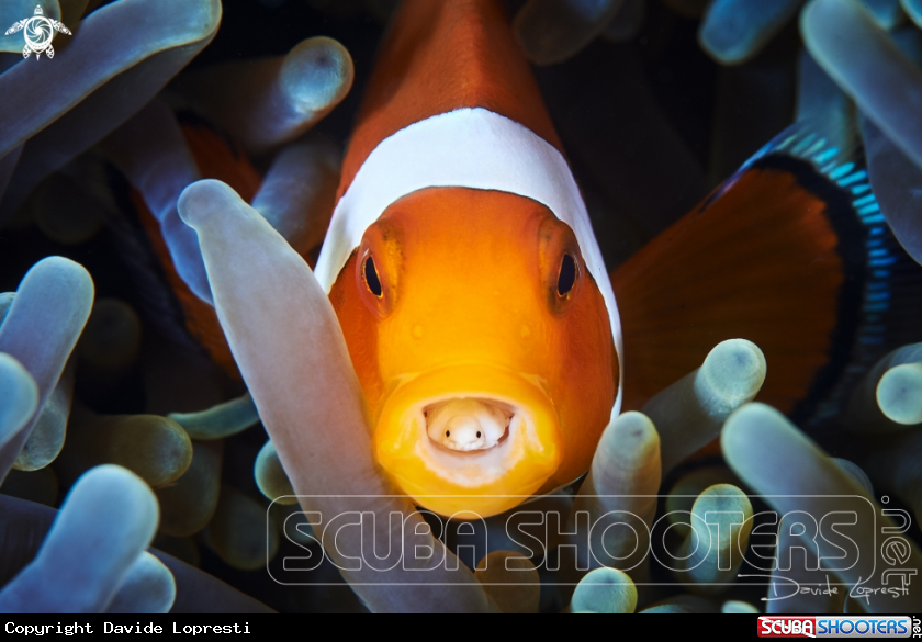 A Clown fish