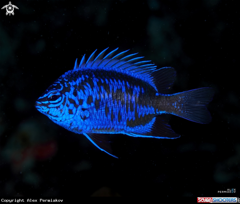 A Blue sapphire damsel fish