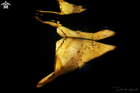 A Juvenile Batfish