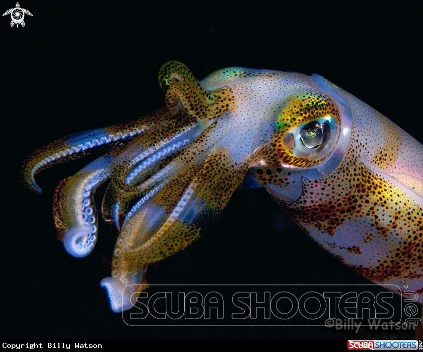 A Bigfin Squid