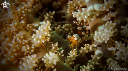 A squat anemones shrimp