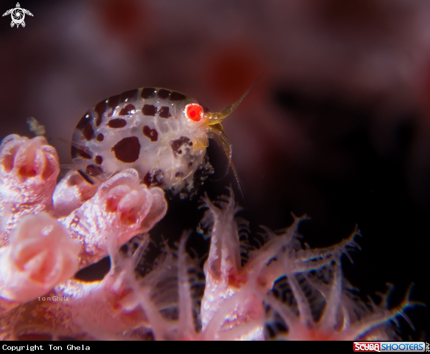 A Lady Bug Amphipod