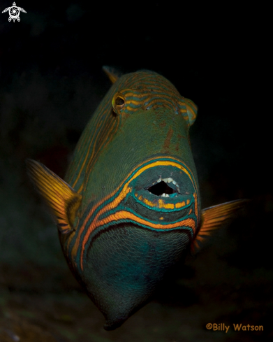 A Balistapus undulates | Orange-lined Triggerfish