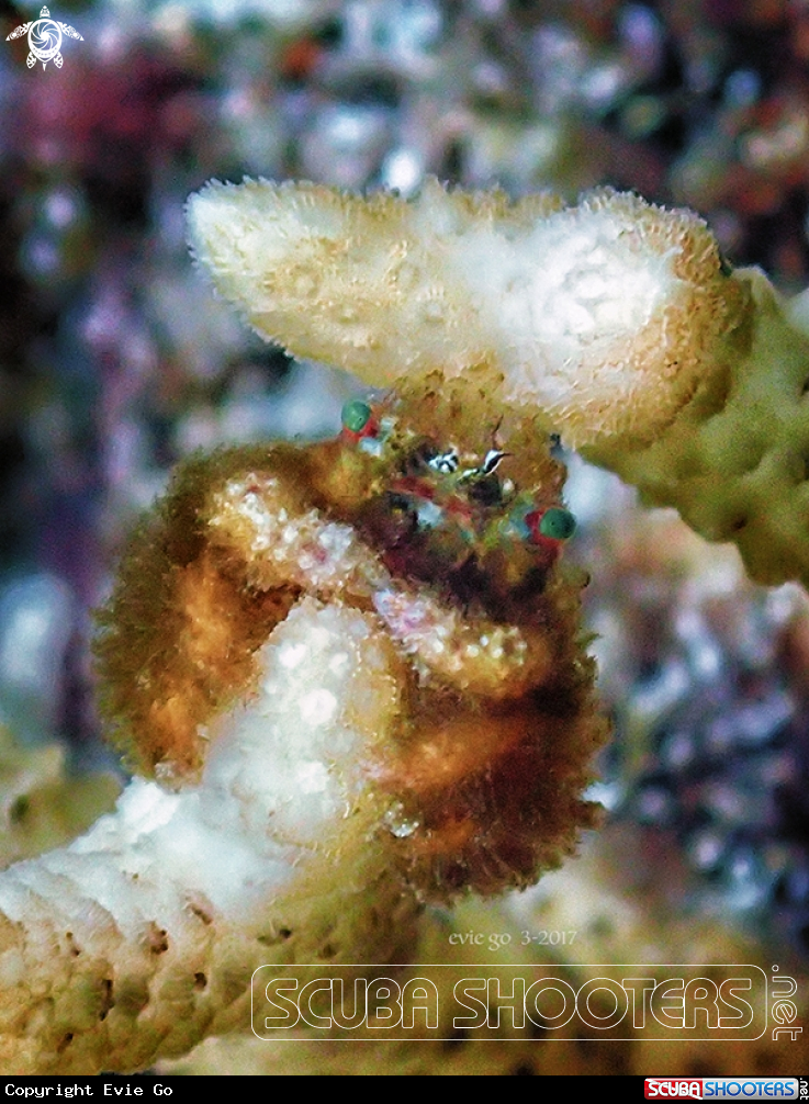A Hairy coral crab